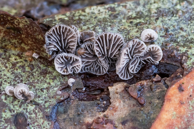 <i class='fa fa-user'></i>&nbsp;Johan van Gurp&nbsp;|  Kaal Dwergoortje&nbsp; <i class='fa fa-eye'>&nbsp;73</i> &nbsp;<i class='fa fa-thumbs-up'>&nbsp;4</i> &nbsp; <i class='fa fa-comment-o'>&nbsp;3</i>