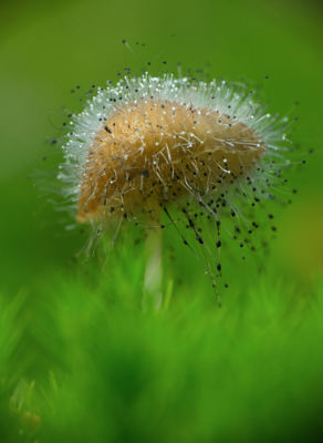 <i class='fa fa-user'></i>&nbsp;Bianca_V&nbsp;|  Mycenaparasiet&nbsp; <i class='fa fa-eye'>&nbsp;101</i> &nbsp;<i class='fa fa-thumbs-up'>&nbsp;2</i> &nbsp; <i class='fa fa-comment-o'>&nbsp;5</i>