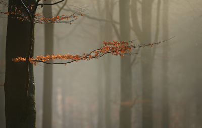 <i class='fa fa-user'></i>&nbsp;Eric Gibcus&nbsp;|  Beuk&nbsp; <i class='fa fa-eye'>&nbsp;106</i> &nbsp;<i class='fa fa-thumbs-up'>&nbsp;3</i> &nbsp; <i class='fa fa-comment-o'>&nbsp;5</i>