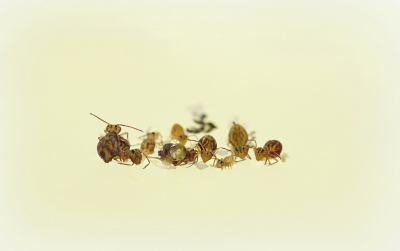 <i class='fa fa-user'></i>&nbsp;Nel R&nbsp;|  Dicyrtomina ornata&nbsp; <i class='fa fa-eye'>&nbsp;175</i> &nbsp;<i class='fa fa-thumbs-up'>&nbsp;9</i> &nbsp; <i class='fa fa-comment-o'>&nbsp;10</i>