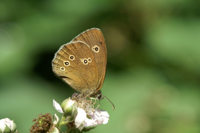 <i class='fa fa-user'></i>&nbsp;Jasper&nbsp;|  Koevinkje&nbsp; <i class='fa fa-eye'>&nbsp;53</i> &nbsp; <i class='fa fa-comment-o'>&nbsp;1</i>