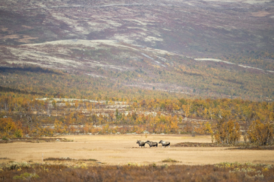 <i class='fa fa-user'></i>&nbsp;Bert Ooms&nbsp;|  Eland&nbsp; <i class='fa fa-eye'>&nbsp;170</i> &nbsp;<i class='fa fa-thumbs-up'>&nbsp;7</i> &nbsp; <i class='fa fa-comment-o'>&nbsp;8</i>