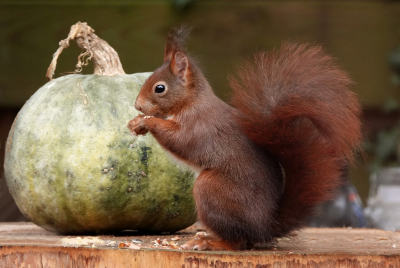 <i class='fa fa-user'></i>&nbsp;nelappelmelk&nbsp;|  Eekhoorn&nbsp; <i class='fa fa-eye'>&nbsp;91</i> &nbsp;<i class='fa fa-thumbs-up'>&nbsp;3</i> &nbsp; <i class='fa fa-comment-o'>&nbsp;8</i>