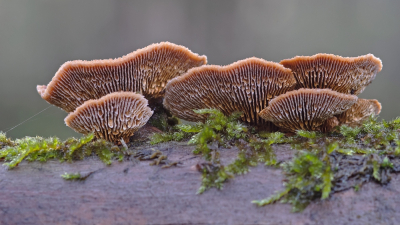 <i class='fa fa-user'></i>&nbsp;Johan van Gurp&nbsp;|  Geelbruine Plaatjeshoutzwam&nbsp; <i class='fa fa-eye'>&nbsp;85</i> &nbsp;<i class='fa fa-thumbs-up'>&nbsp;1</i> &nbsp; <i class='fa fa-comment-o'>&nbsp;2</i>