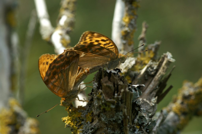 <i class='fa fa-user'></i>&nbsp;Jasper&nbsp;|  Keizersmantel&nbsp; <i class='fa fa-eye'>&nbsp;68</i> &nbsp; <i class='fa fa-comment-o'>&nbsp;2</i>