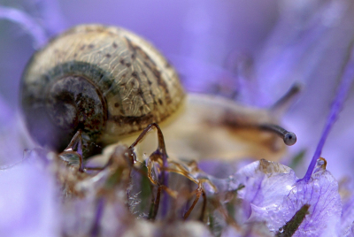 <i class='fa fa-user'></i>&nbsp;Nel R&nbsp;|  Segrijnslak&nbsp; <i class='fa fa-eye'>&nbsp;95</i> &nbsp;<i class='fa fa-thumbs-up'>&nbsp;4</i> &nbsp; <i class='fa fa-comment-o'>&nbsp;5</i>