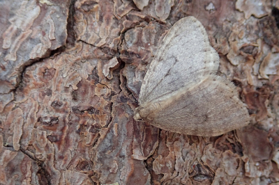 <i class='fa fa-user'></i>&nbsp;A. Soeting&nbsp;|  Kleine Wintervlinder&nbsp; <i class='fa fa-eye'>&nbsp;56</i> &nbsp;<i class='fa fa-thumbs-up'>&nbsp;1</i> &nbsp; <i class='fa fa-comment-o'>&nbsp;3</i>