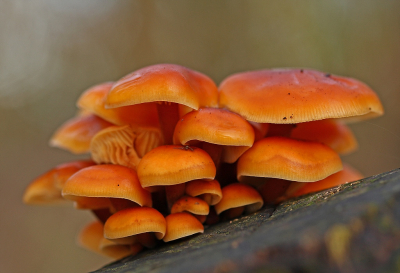 <i class='fa fa-user'></i>&nbsp;Cor&nbsp;|  Gewoon Fluweelpootje&nbsp; <i class='fa fa-eye'>&nbsp;89</i> &nbsp;<i class='fa fa-thumbs-up'>&nbsp;9</i> &nbsp; <i class='fa fa-comment-o'>&nbsp;7</i>