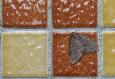 <i class='fa fa-user'></i>&nbsp;Ad Sprang&nbsp;|  Kleine Wintervlinder&nbsp; <i class='fa fa-eye'>&nbsp;76</i> &nbsp;<i class='fa fa-thumbs-up'>&nbsp;1</i> &nbsp; <i class='fa fa-comment-o'>&nbsp;8</i>