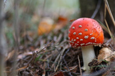 <i class='fa fa-user'></i>&nbsp;Ruben de Bruijn&nbsp;|  Vliegenzwam&nbsp; <i class='fa fa-eye'>&nbsp;70</i> &nbsp; <i class='fa fa-comment-o'>&nbsp;4</i>