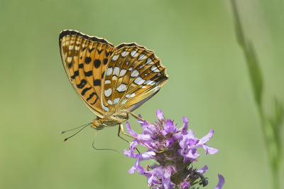 <i class='fa fa-user'></i>&nbsp;F.Koopman&nbsp;|  Bosrandparelmoervlinder&nbsp; <i class='fa fa-eye'>&nbsp;90</i> &nbsp;<i class='fa fa-thumbs-up'>&nbsp;2</i> &nbsp; <i class='fa fa-comment-o'>&nbsp;4</i>