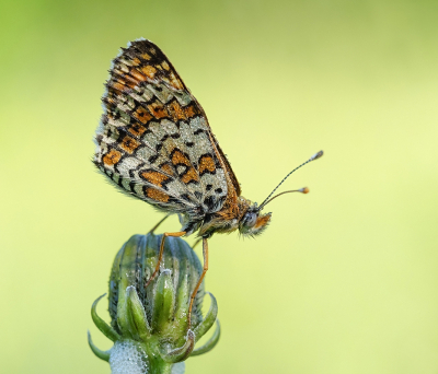 <i class='fa fa-user'></i>&nbsp;Jurgen Maassen&nbsp;|  Veldparelmoervlinder&nbsp; <i class='fa fa-eye'>&nbsp;68</i> &nbsp;<i class='fa fa-thumbs-up'>&nbsp;6</i> &nbsp; <i class='fa fa-comment-o'>&nbsp;4</i>