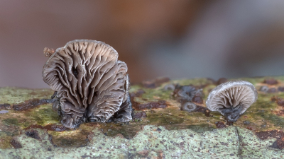 <i class='fa fa-user'></i>&nbsp;Johan van Gurp&nbsp;|  Kaal Dwergoortje&nbsp; <i class='fa fa-eye'>&nbsp;69</i> &nbsp; <i class='fa fa-comment-o'>&nbsp;4</i>