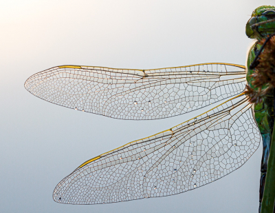 <i class='fa fa-user'></i>&nbsp;Henk Bouter&nbsp;|  Grote Keizerlibel&nbsp; <i class='fa fa-eye'>&nbsp;84</i> &nbsp;<i class='fa fa-thumbs-up'>&nbsp;4</i> &nbsp; <i class='fa fa-comment-o'>&nbsp;4</i>