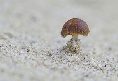 <i class='fa fa-user'></i>&nbsp;Nel R&nbsp;|  Duinfranjehoed&nbsp; <i class='fa fa-eye'>&nbsp;79</i> &nbsp;<i class='fa fa-thumbs-up'>&nbsp;6</i> &nbsp; <i class='fa fa-comment-o'>&nbsp;7</i>