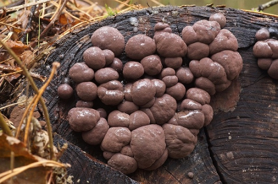 <i class='fa fa-user'></i>&nbsp;Jelle Bakker&nbsp;|  Kogelhoutskoolzwam&nbsp; <i class='fa fa-eye'>&nbsp;84</i> &nbsp;<i class='fa fa-thumbs-up'>&nbsp;1</i> &nbsp; <i class='fa fa-comment-o'>&nbsp;3</i>