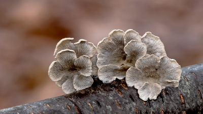 <i class='fa fa-user'></i>&nbsp;Johan van Gurp&nbsp;|  Plooivlieswaaiertje&nbsp; <i class='fa fa-eye'>&nbsp;70</i> &nbsp; <i class='fa fa-comment-o'>&nbsp;3</i>