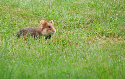 <i class='fa fa-user'></i>&nbsp;Jurgen Maassen&nbsp;|  Hamster&nbsp; <i class='fa fa-eye'>&nbsp;209</i> &nbsp;<i class='fa fa-thumbs-up'>&nbsp;1</i> &nbsp; <i class='fa fa-comment-o'>&nbsp;6</i>