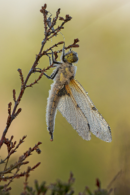 <i class='fa fa-user'></i>&nbsp;Bertus&nbsp;|  Viervlek&nbsp; <i class='fa fa-eye'>&nbsp;104</i> &nbsp;<i class='fa fa-thumbs-up'>&nbsp;9</i> &nbsp; <i class='fa fa-comment-o'>&nbsp;5</i>