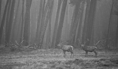 <i class='fa fa-user'></i>&nbsp;nelappelmelk&nbsp;|  Edelhert&nbsp; <i class='fa fa-eye'>&nbsp;150</i> &nbsp; <i class='fa fa-comment-o'>&nbsp;7</i>