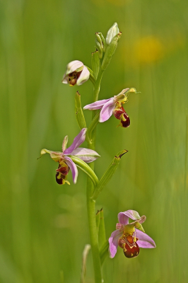 <i class='fa fa-user'></i>&nbsp;Cor&nbsp;|  Bijenorchis&nbsp; <i class='fa fa-eye'>&nbsp;97</i> &nbsp;<i class='fa fa-thumbs-up'>&nbsp;2</i> &nbsp; <i class='fa fa-comment-o'>&nbsp;7</i>