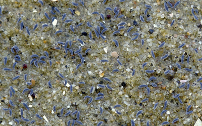 <i class='fa fa-user'></i>&nbsp;Nel R&nbsp;|  Zwarte Waterspringstaart&nbsp; <i class='fa fa-eye'>&nbsp;181</i> &nbsp;<i class='fa fa-thumbs-up'>&nbsp;12</i> &nbsp; <i class='fa fa-comment-o'>&nbsp;11</i>