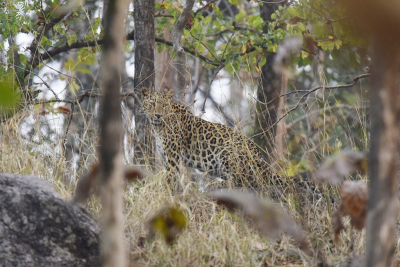<i class='fa fa-user'></i>&nbsp;Gerard Visser&nbsp;|  Indische Panter&nbsp; <i class='fa fa-eye'>&nbsp;195</i> &nbsp;<i class='fa fa-thumbs-up'>&nbsp;3</i> &nbsp; <i class='fa fa-comment-o'>&nbsp;13</i>