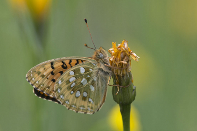 <i class='fa fa-user'></i>&nbsp;F.Koopman&nbsp;|  Grote Parelmoervlinder&nbsp; <i class='fa fa-eye'>&nbsp;93</i> &nbsp;<i class='fa fa-thumbs-up'>&nbsp;4</i> &nbsp; <i class='fa fa-comment-o'>&nbsp;3</i>