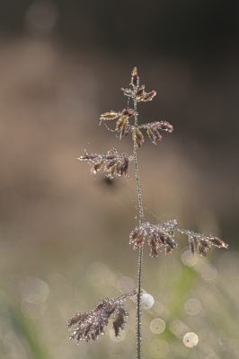 <i class='fa fa-user'></i>&nbsp;Henk Bouter&nbsp;|  Dauw&nbsp; <i class='fa fa-eye'>&nbsp;84</i> &nbsp;<i class='fa fa-thumbs-up'>&nbsp;1</i> &nbsp; <i class='fa fa-comment-o'>&nbsp;1</i>