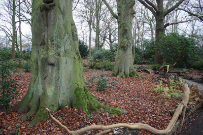 <i class='fa fa-user'></i>&nbsp;Paul Vandebroek&nbsp;|  Beuk&nbsp; <i class='fa fa-eye'>&nbsp;96</i> &nbsp; <i class='fa fa-comment-o'>&nbsp;3</i>