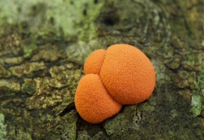 <i class='fa fa-user'></i>&nbsp;Jelle Bakker&nbsp;|  Gewone Boomwrat&nbsp; <i class='fa fa-eye'>&nbsp;98</i> &nbsp;<i class='fa fa-thumbs-up'>&nbsp;3</i> &nbsp; <i class='fa fa-comment-o'>&nbsp;4</i>