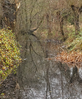 <i class='fa fa-user'></i>&nbsp;nelappelmelk&nbsp;|  Winterse kleuren&nbsp; <i class='fa fa-eye'>&nbsp;100</i> &nbsp; <i class='fa fa-comment-o'>&nbsp;2</i>