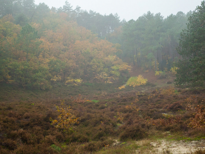 <i class='fa fa-user'></i>&nbsp;susan meijnders&nbsp;|  Herfstimpressie&nbsp; <i class='fa fa-eye'>&nbsp;76</i> &nbsp; <i class='fa fa-comment-o'>&nbsp;6</i>