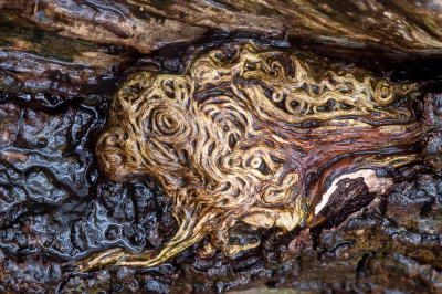 <i class='fa fa-user'></i>&nbsp;Johan van Gurp&nbsp;|  Natuurlijk houtsnijwerk&nbsp; <i class='fa fa-eye'>&nbsp;104</i> &nbsp;<i class='fa fa-thumbs-up'>&nbsp;1</i> &nbsp; <i class='fa fa-comment-o'>&nbsp;2</i>