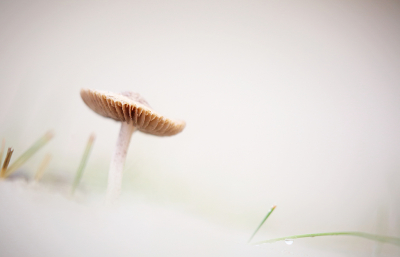 <i class='fa fa-user'></i>&nbsp;Pieter  LJ&nbsp;|  Duinfranjehoed&nbsp; <i class='fa fa-eye'>&nbsp;95</i> &nbsp;<i class='fa fa-thumbs-up'>&nbsp;6</i> &nbsp; <i class='fa fa-comment-o'>&nbsp;3</i>