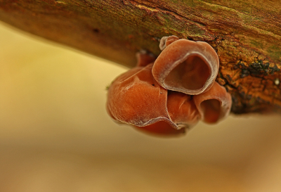 <i class='fa fa-user'></i>&nbsp;Cor&nbsp;|  Echt Judasoor&nbsp; <i class='fa fa-eye'>&nbsp;85</i> &nbsp;<i class='fa fa-thumbs-up'>&nbsp;1</i> &nbsp; <i class='fa fa-comment-o'>&nbsp;6</i>