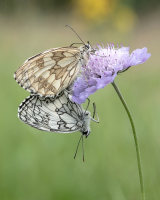 <i class='fa fa-user'></i>&nbsp;Johan van Gurp&nbsp;|  Dambordje&nbsp; <i class='fa fa-eye'>&nbsp;74</i> &nbsp;<i class='fa fa-thumbs-up'>&nbsp;1</i> &nbsp; <i class='fa fa-comment-o'>&nbsp;2</i>