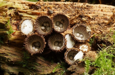 <i class='fa fa-user'></i>&nbsp;Jelle Bakker&nbsp;|  Gestreept Nestzwammetje&nbsp; <i class='fa fa-eye'>&nbsp;99</i> &nbsp;<i class='fa fa-thumbs-up'>&nbsp;2</i> &nbsp; <i class='fa fa-comment-o'>&nbsp;1</i>