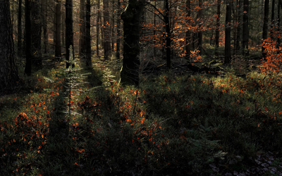 <i class='fa fa-user'></i>&nbsp;nelappelmelk&nbsp;|  Zon in het bos&nbsp; <i class='fa fa-eye'>&nbsp;108</i> &nbsp;<i class='fa fa-thumbs-up'>&nbsp;1</i> &nbsp; <i class='fa fa-comment-o'>&nbsp;5</i>