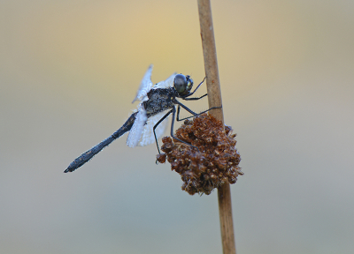 <i class='fa fa-user'></i>&nbsp;koekieman&nbsp;|  Zwarte Heidelibel&nbsp; <i class='fa fa-eye'>&nbsp;94</i> &nbsp; <i class='fa fa-comment-o'>&nbsp;1</i>