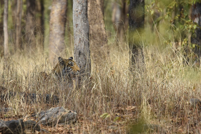 <i class='fa fa-user'></i>&nbsp;Gerard Visser&nbsp;|  Bengaalse Tijger&nbsp; <i class='fa fa-eye'>&nbsp;146</i> &nbsp;<i class='fa fa-thumbs-up'>&nbsp;1</i> &nbsp; <i class='fa fa-comment-o'>&nbsp;7</i>