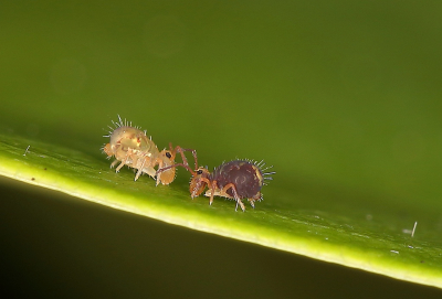 <i class='fa fa-user'></i>&nbsp;Sophie&nbsp;|  Dicyrtomina ornata&nbsp; <i class='fa fa-eye'>&nbsp;184</i> &nbsp;<i class='fa fa-thumbs-up'>&nbsp;10</i> &nbsp; <i class='fa fa-comment-o'>&nbsp;5</i>