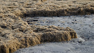 <i class='fa fa-user'></i>&nbsp;Eef Kieft&nbsp;|  Harig mosdiertje&nbsp; <i class='fa fa-eye'>&nbsp;99</i> &nbsp; <i class='fa fa-comment-o'>&nbsp;1</i>