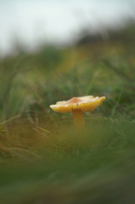 <i class='fa fa-user'></i>&nbsp;Jasper&nbsp;|  Puntmutswasplaat&nbsp; <i class='fa fa-eye'>&nbsp;69</i> &nbsp; <i class='fa fa-comment-o'>&nbsp;1</i>