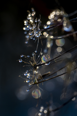 <i class='fa fa-user'></i>&nbsp;Bertus&nbsp;|  Gewone Berenklauw&nbsp; <i class='fa fa-eye'>&nbsp;66</i> &nbsp;<i class='fa fa-thumbs-up'>&nbsp;2</i> &nbsp; <i class='fa fa-comment-o'>&nbsp;1</i>