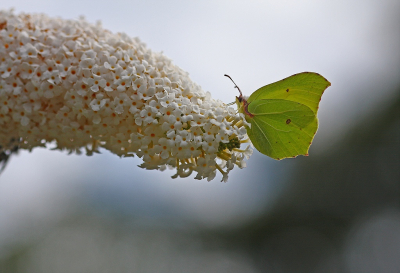 <i class='fa fa-user'></i>&nbsp;Cor&nbsp;|  Citroenvlinder&nbsp; <i class='fa fa-eye'>&nbsp;77</i> &nbsp;<i class='fa fa-thumbs-up'>&nbsp;4</i> &nbsp; <i class='fa fa-comment-o'>&nbsp;4</i>