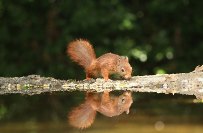 <i class='fa fa-user'></i>&nbsp;Ruben de Bruijn&nbsp;|  Eekhoorn&nbsp; <i class='fa fa-eye'>&nbsp;94</i> &nbsp;<i class='fa fa-thumbs-up'>&nbsp;2</i> &nbsp; <i class='fa fa-comment-o'>&nbsp;5</i>