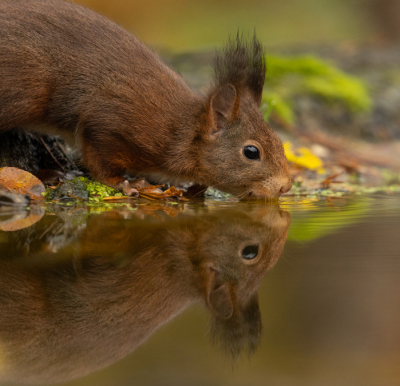 <i class='fa fa-user'></i>&nbsp;Reinier van den Born&nbsp;|  Eekhoorn&nbsp; <i class='fa fa-eye'>&nbsp;109</i> &nbsp;<i class='fa fa-thumbs-up'>&nbsp;1</i> &nbsp; <i class='fa fa-comment-o'>&nbsp;1</i>