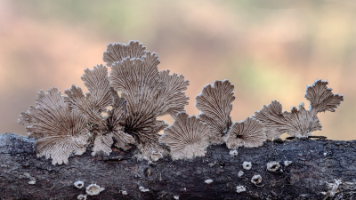 <i class='fa fa-user'></i>&nbsp;Johan van Gurp&nbsp;|  Waaiertje&nbsp; <i class='fa fa-eye'>&nbsp;78</i> &nbsp;<i class='fa fa-thumbs-up'>&nbsp;4</i> &nbsp; <i class='fa fa-comment-o'>&nbsp;1</i>