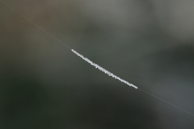 <i class='fa fa-user'></i>&nbsp;frbeuming&nbsp;|  Spinrag in de winter,&nbsp; <i class='fa fa-eye'>&nbsp;64</i> &nbsp;<i class='fa fa-thumbs-up'>&nbsp;1</i> &nbsp; <i class='fa fa-comment-o'>&nbsp;0</i>